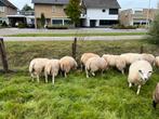 Te koop beste dekrammen., Dieren en Toebehoren, Schapen, Geiten en Varkens, Mannelijk, Schaap