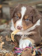 Raszuivere aussie- australian shepherd - asutralische herder, Dieren en Toebehoren, Honden | Herdershonden en Veedrijvers, CDV (hondenziekte)