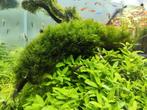 Fissidens fontanus mos, Dieren en Toebehoren, Ophalen, Plant(en), Steen of Hout