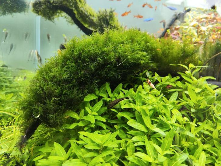 Fissidens fontanus mos, Dieren en Toebehoren, Vissen | Aquaria en Toebehoren, Plant(en), Steen of Hout, Ophalen