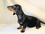 teckel pup, Dieren en Toebehoren, Honden | Teckels en Dashonden, Reu, CDV (hondenziekte), 8 tot 15 weken, Korthaar