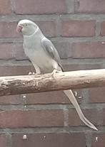 Halsband pop witkopwitstaart, Dieren en Toebehoren, Vrouwelijk, Parkiet