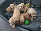 Pups Thibetaanse terriër x Dwergpoedel, Dieren en Toebehoren, Honden | Chihuahua's en Gezelschapshonden, Overige rassen, 8 tot 15 weken