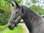Friese merrie recreatie (1.57cm), Dieren en Toebehoren, Paarden, Merrie, Minder dan 160 cm, Niet van toepassing, Ontwormd