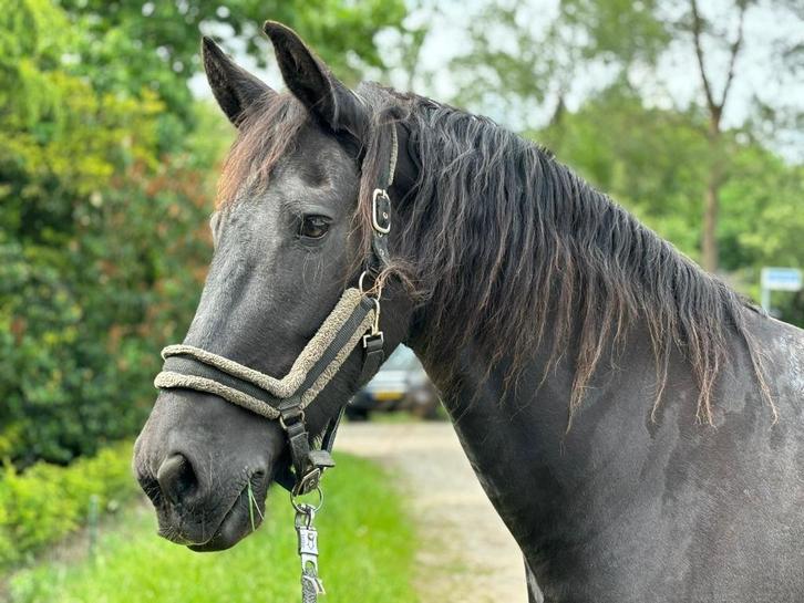 Friese merrie recreatie (1.57cm), Dieren en Toebehoren, Paarden, Merrie, Niet van toepassing, Minder dan 160 cm, 11 jaar of ouder