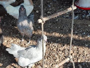 Toompje britsche lavender araucana  beschikbaar voor biedingen