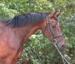 Lieve 8 jarige alrounder, Dieren en Toebehoren, Paarden, Gechipt, Ruin, L, 7 tot 10 jaar
