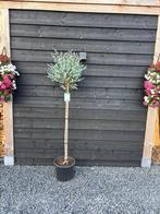 Eucalyptus Azura, Winter, Ophalen of Verzenden, 100 tot 250 cm, Volle zon