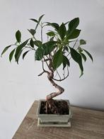 Mooie Ficus Ginseng Bonsai, Vaste plant, Bloeit niet, Halfschaduw, Ophalen
