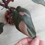 Philodendron Pink Princess plant, Overige soorten, Minder dan 100 cm, Ophalen of Verzenden, Halfschaduw