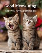 Kitten, Dieren en Toebehoren, Ophalen of Verzenden, Nieuw