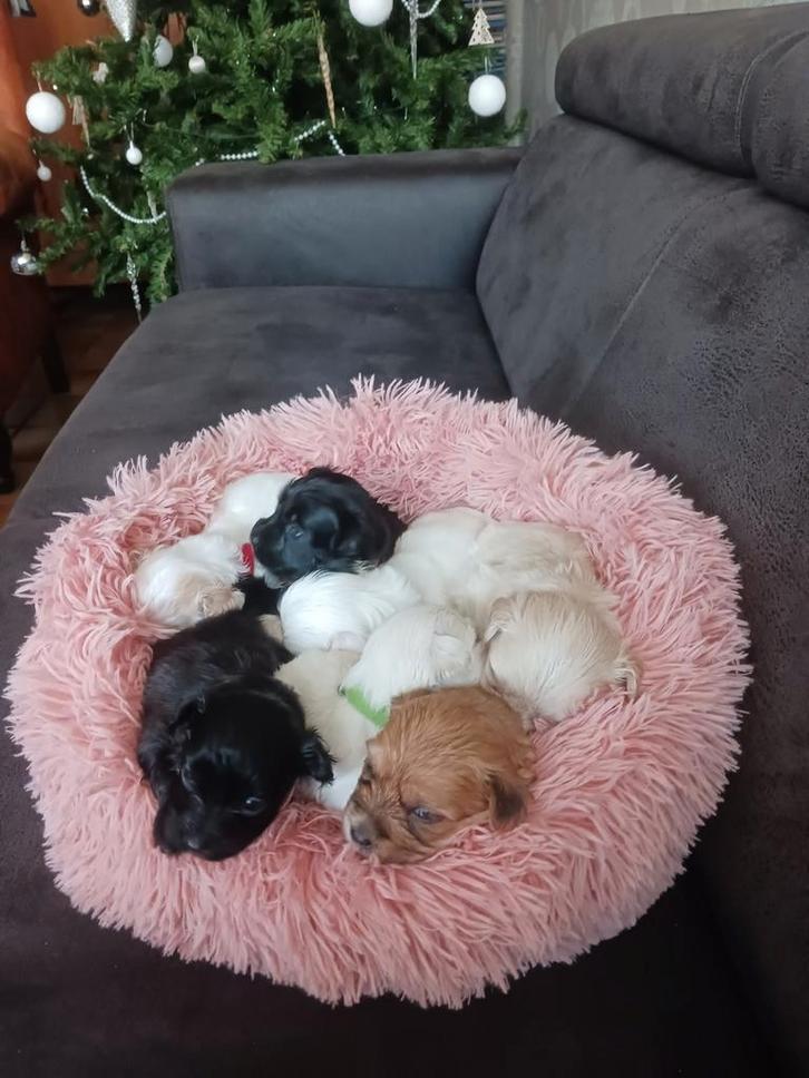 Maltipoo kruizing (Boomer/Maltipoo) pups, Dieren en Toebehoren, Honden | Chihuahua's en Gezelschapshonden, Meerdere dieren, Overige rassen