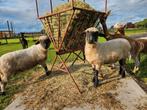 2 walliser schwarznase ooien, Vrouwelijk, Schaap