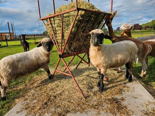 2 walliser schwarznase ooien, Dieren en Toebehoren, Schapen, Geiten en Varkens, Schaap, Vrouwelijk