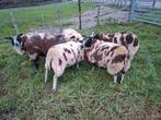 Bonte ooien  Zwoegervrij. Drachig, Dieren en Toebehoren, Schapen, Geiten en Varkens, Vrouwelijk, Schaap, 0 tot 2 jaar