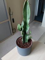 mooie cactus circa 50cm hoog, Ophalen, Cactus, Minder dan 100 cm, Volle zon