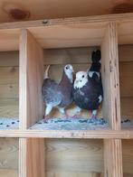 Koppel duiven, Dieren en Toebehoren, Vogels | Duiven