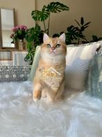 Zoon van de kampioen!  Britse Korthaar Golden, Dieren en Toebehoren, Kater