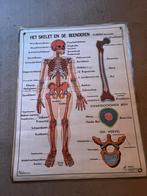 Vintage dubbelzijdige Anatomische schoolplaten 1982 Hebri, Antiek en Kunst, Antiek | Schoolplaten, Ophalen of Verzenden, Natuur en Biologie