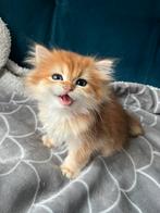 Golden Britse korthaar/(half) langharig kittens te koop, Dieren en Toebehoren, Katten en Kittens | Raskatten | Langhaar, Meerdere dieren
