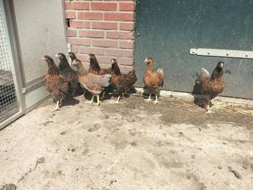 Te koop wyandotte kriel kippen 1 haan met 7 hennen.  beschikbaar voor biedingen