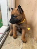 Prachtige Mechelse x “Blauwe” Mechelse herder pups!, Dieren en Toebehoren, Honden | Herdershonden en Veedrijvers, 8 tot 15 weken
