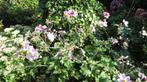 Roze anemoon, Japanse anemoon, Anemone Elegans, Overige soorten, Volle zon, Vaste plant, Ophalen of Verzenden