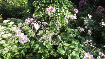 Roze anemoon, Japanse anemoon, Anemone Elegans beschikbaar voor biedingen
