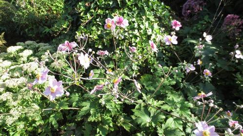 Roze anemoon, Japanse anemoon, Anemone Elegans, Tuin en Terras, Planten | Tuinplanten, Vaste plant, Overige soorten, Volle zon