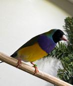 Gouldamadines koudkweek koppel, Meerdere dieren, Tropenvogel, Geringd