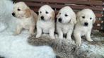 Te koop nestje Golden Retriever pups, Dieren en Toebehoren, Golden retriever, 8 tot 15 weken, CDV (hondenziekte), Meerdere