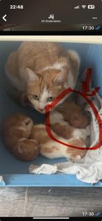 Kittens, Dieren en Toebehoren, Katten en Kittens | Raskatten | Korthaar, Geslacht onbekend, 0 tot 2 jaar