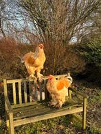 Brahma haan, Buff blauw colombia, van begin juni ‘25, Dieren en Toebehoren, Pluimvee, Mannelijk, Kip