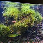 Levermos, Dieren en Toebehoren, Vissen | Aquaria en Toebehoren, Ophalen, Plant(en), Steen of Hout