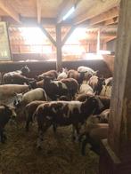 Schapen en lammeren, Dieren en Toebehoren, Schapen, Geiten en Varkens, Meerdere dieren, Schaap