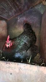 3 mooie kippen, marans en araucana, Vrouwelijk, Kip