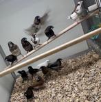 Japanse meeuwtjes, Dieren en Toebehoren, Vogels | Overige Vogels, Meerdere dieren