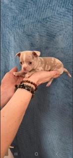 Prachtige lieve kleine gezonde chihuahua pups, Dieren en Toebehoren, Honden | Chihuahua's en Gezelschapshonden, 8 tot 15 weken