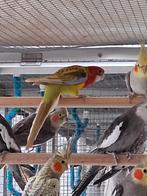 Rosellas zwart pastel split blauw en cinnamon kansspl zwart, Meerdere dieren, Parkiet