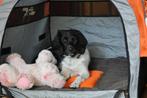 Umbrapet poppup tent voor hond, in nette staat, Ophalen of Verzenden, Zo goed als nieuw
