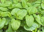 Melissa officinalis – Citroenmelisse, Volle zon, Vaste plant, Ophalen of Verzenden, Kruiden
