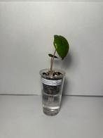 Alocasia Yucatan princess(2), Ophalen of Verzenden, Halfschaduw, Minder dan 100 cm