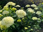 Hortensia Annabelle - Prachtige bloemen! Grote struik, Tuin en Terras, Vaste plant, Halfschaduw, Zomer, Ophalen