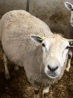 Swifter stamboek ooijen fokkerij, Dieren en Toebehoren, Schapen, Geiten en Varkens, Vrouwelijk, Schaap
