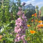 Ridderspoor 'misty lavender'- 65 zaden (delphinium consolida, Ophalen of Verzenden, Voorjaar, Volle zon, Zaad