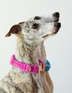 Honden halsband teddy, Ophalen of Verzenden, Nieuw