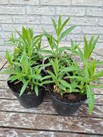 Witte phlox, Tuin en Terras, Ophalen, Zomer, Overige soorten, Halfschaduw