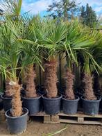 WINTERHARDE TRACHYCARPUS PALMEN, Tuin en Terras, In pot, Halfschaduw, Lente, Ophalen