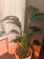 Strelitzia Nicolai - Paradijsvogelplant 120cm, Ophalen, 100 tot 150 cm, Overige soorten, Halfschaduw