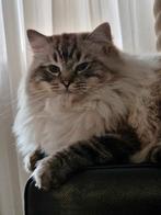 2 zeer mooie en lieve ragdoll katten met stamboom!!, Dieren en Toebehoren, Kater, Met stamboom